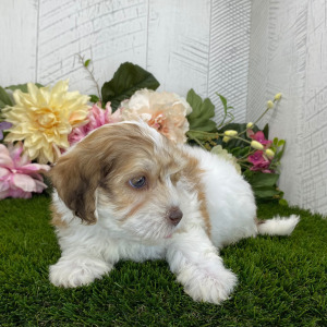 Havapoo Puppy Ashton