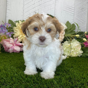 Havapoo Puppy Ashton