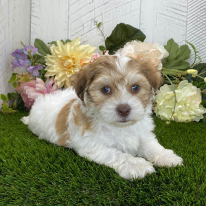 Havapoo Puppy Ashton