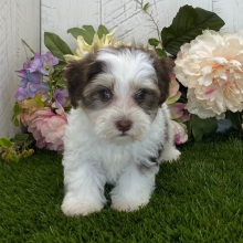 Havapoo Puppy Ava