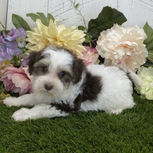 Havapoo Puppy Ava
