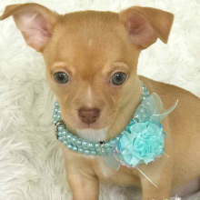Chihuahua Puppy Jessie
