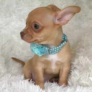Chihuahua Puppy Jessie