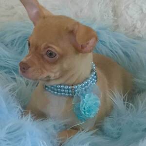 Chihuahua Puppy Jessie