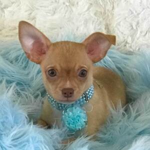 Chihuahua Puppy Jessie