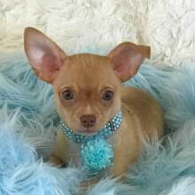 Chihuahua Puppy Jessie