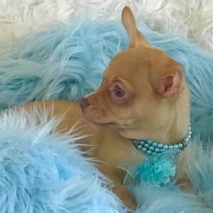 Chihuahua Puppy Jessie