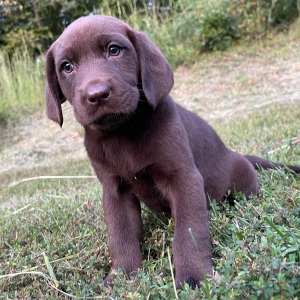 Labrador Retriever Puppy Stacy