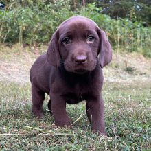 Labrador Retriever Puppy Stacy