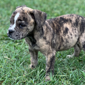 Olde English Bulldogge Puppy Bessie