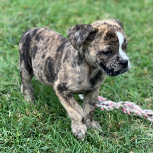 Olde English Bulldogge Puppy Bessie