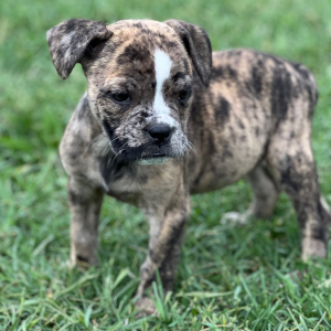 Olde English Bulldogge Puppy Bessie