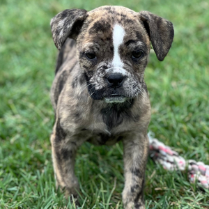 Olde English Bulldogge Puppy Bessie