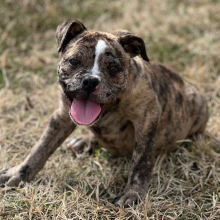 Olde English Bulldogge Puppy Bessie
