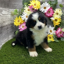 Bernese Mountain Dog Puppy Bonnie