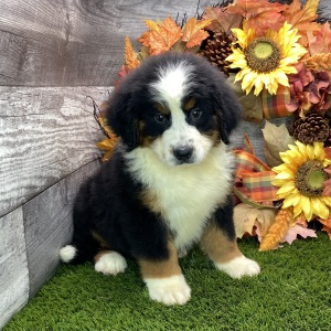Bernese Mountain Dog Puppy Bonnie