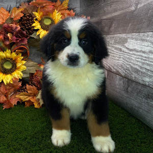 Bernese Mountain Dog Puppy Bonnie