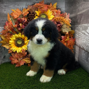 Bernese Mountain Dog Puppy Bonnie