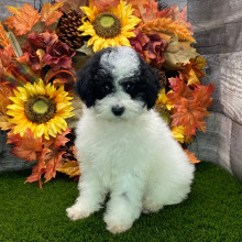 Poodle Puppy Stacy
