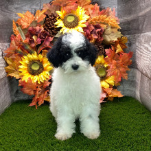 Poodle Puppy Stacy