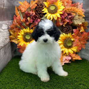 Poodle Puppy Stacy