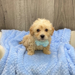 Havapoo Puppy Quill