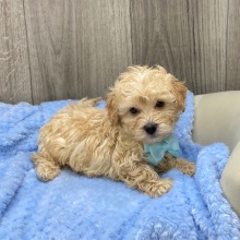 Havapoo Puppy Quill