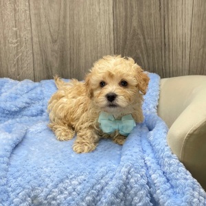 Havapoo Puppy Quill