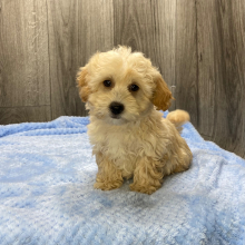 Havapoo Puppy Quill