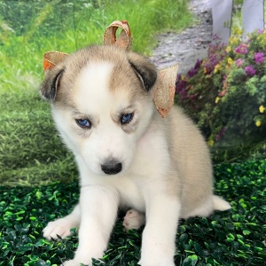 Siberian Husky Puppy Aspen