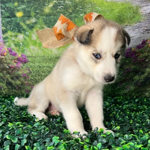 Siberian Husky Puppy Aspen