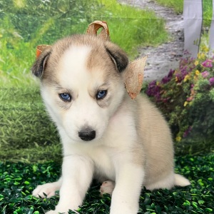 Siberian Husky Puppy Aspen