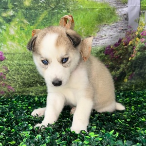 Siberian Husky Puppy Aspen