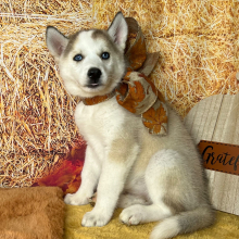 Siberian Husky Puppy Aspen