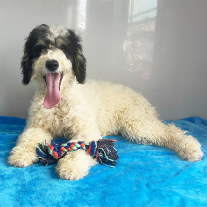 Poodle Puppy Bella