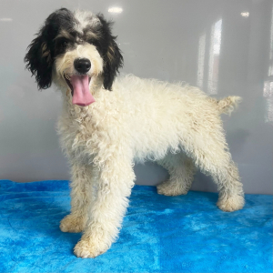 Poodle Puppy Bella