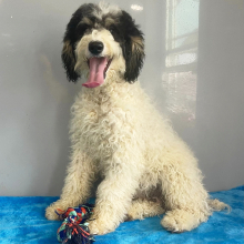 Poodle Puppy Bella