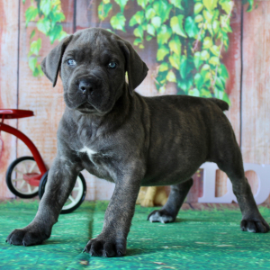 Cane Corso Puppy Tate