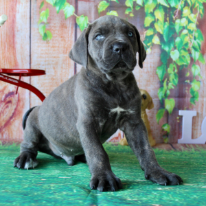 Cane Corso Puppy Tate