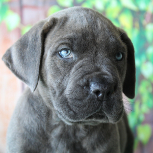 Cane Corso Puppy Tate