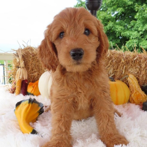 Goldendoodle Puppy Hunt