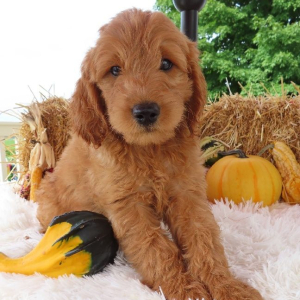 Goldendoodle Puppy Hunt