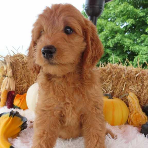 Goldendoodle Puppy Hunt