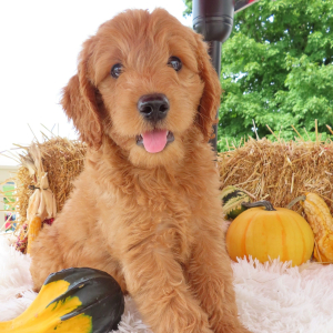 Goldendoodle Puppy Hunt
