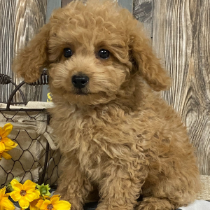 Cavapoo Puppy Dawsun