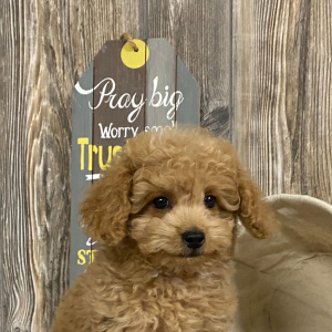 Cavapoo Puppy Dawsun