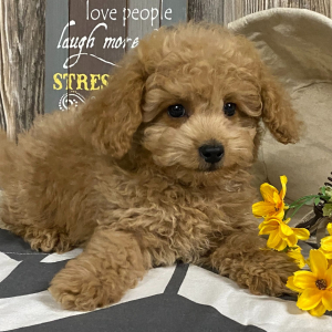 Cavapoo Puppy Dawsun