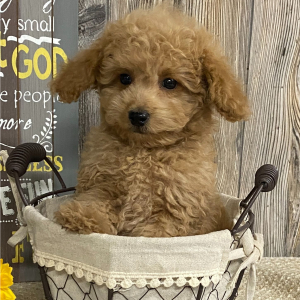 Cavapoo Puppy Dawsun