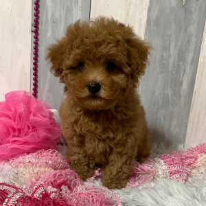Maltipoo Puppy Sheba