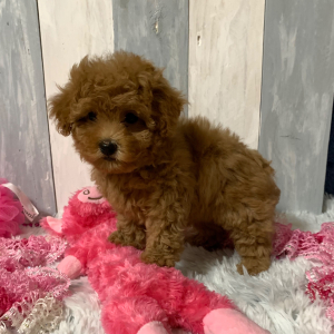 Maltipoo Puppy Sheba